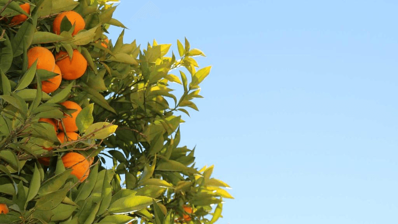 Knitting - professional stock photography